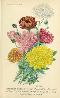 Chrysanthemum