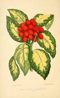 Aucuba