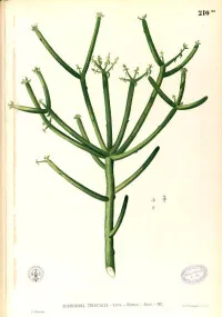 Euphorbia tirucalli
