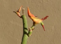 Euphorbia lomelii