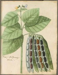Phaseolus vulgaris
