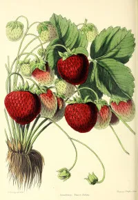 Fragaria