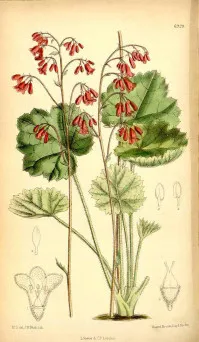 Heuchera