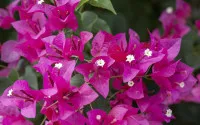 Bougainvillea spectabilis