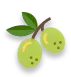 Chartreuse