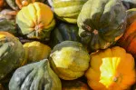 Cucurbita pepo