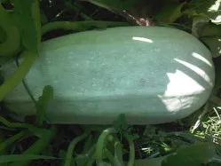 Cucurbita pepo