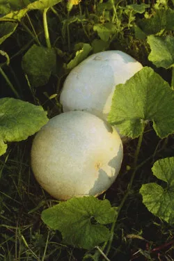 Cucurbita pepo