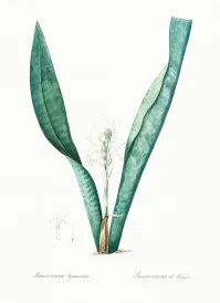 Dracaena trifasciata