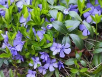 Vinca