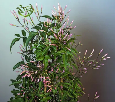 Jasminum polyanthum