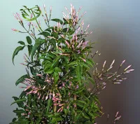 Jasminum