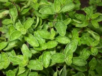 Origanum