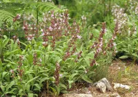 Salvia