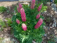 Lupinus