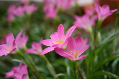 Zephyranthes rosea