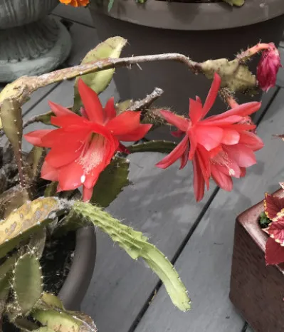 Schlumbergera truncata