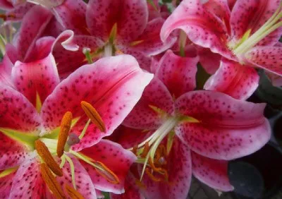 Lilium orientalis