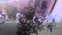 Tradescantia