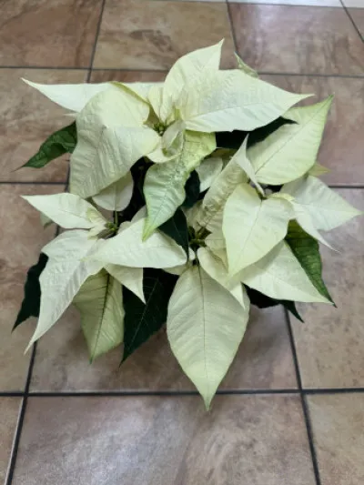 Euphorbia pulcherrima