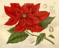 Euphorbia