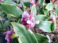 Daphne