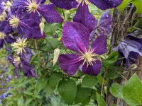 Clematis