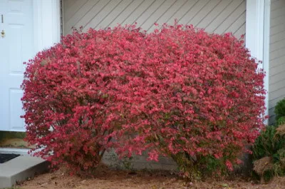 Euonymus alatus