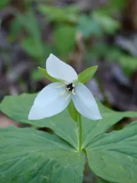 Trillium