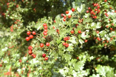 Crataegus phaenopyrum