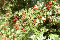 Crataegus