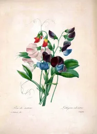 Lathyrus