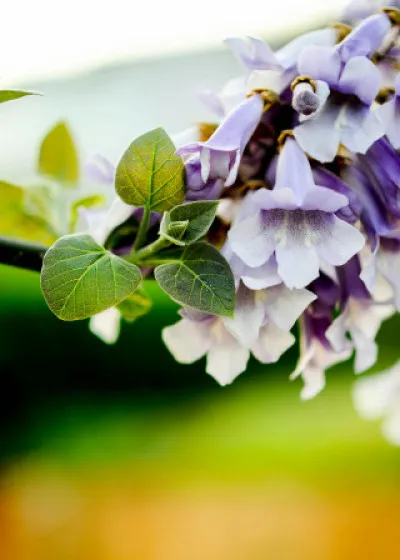 Paulownia tomentosa