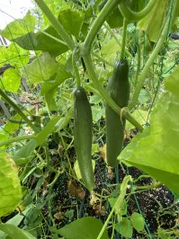 Cucumis sativus