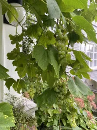 Vitis