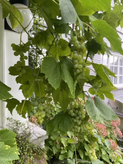 Vitis vinifera