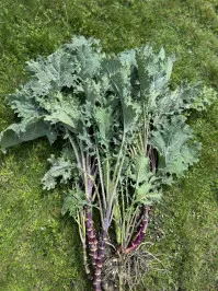 Brassica oleracea var. sabellica