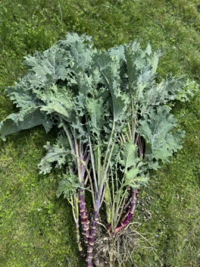 Brassica oleracea var. sabellica