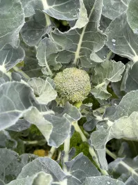 Brassica