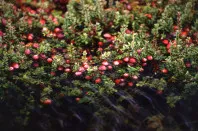 Vaccinium
