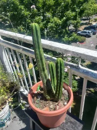 Echinopsis