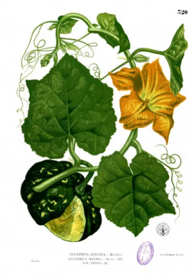 Cucurbita maxima