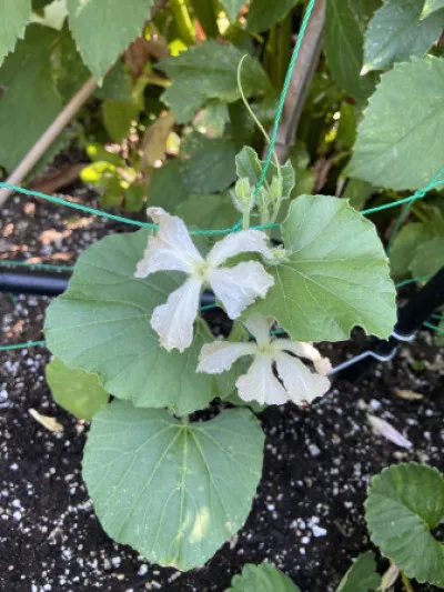 Lagenaria siceraria