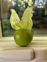 Physalis
