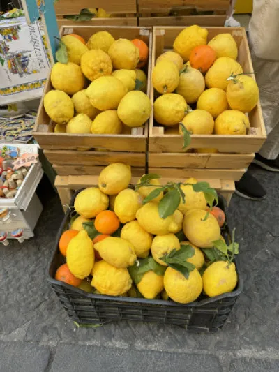 Citrus x limon