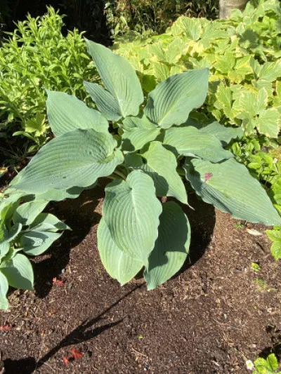 Hosta sieboldiana