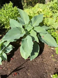 Hosta sieboldiana