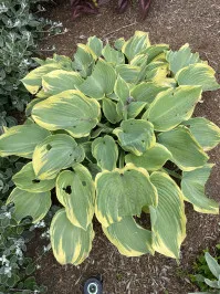 Hosta sieboldii