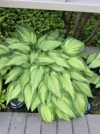 Hosta