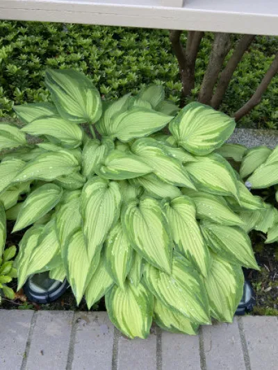 Hosta plantaginea
